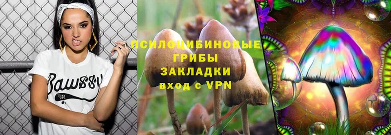 закладка  Тверь  Псилоцибиновые грибы Psilocybe 